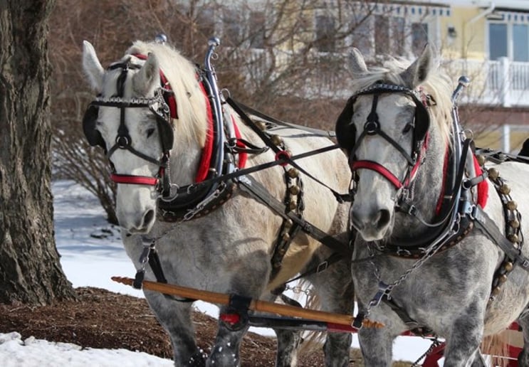 Gallery photo 3 of Running Springs Farm Horse Drawn Carriage Service
