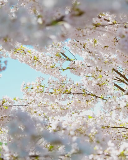 Gallery photo 9 of Ryan Wong Photography