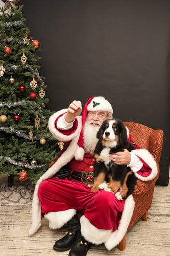 Gallery photo 15 of Singing Santa and Mrs Claus
