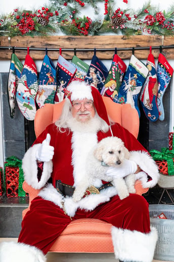 Gallery photo 5 of Santa B Terry