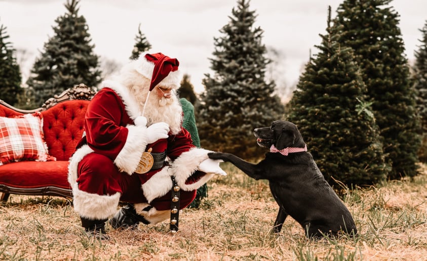 Gallery photo 3 of Santa Boom