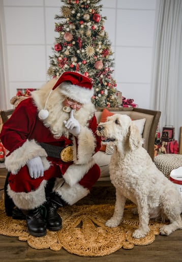 Gallery photo 4 of Santa Boom