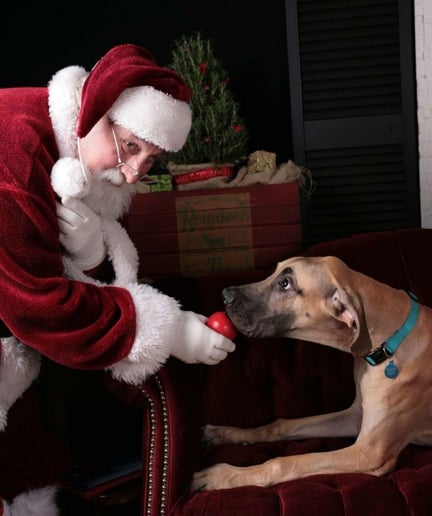 Gallery photo 6 of Santa Bugg