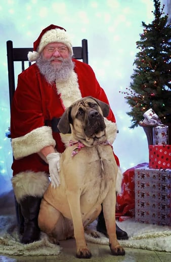 Gallery photo 5 of Santa Chad