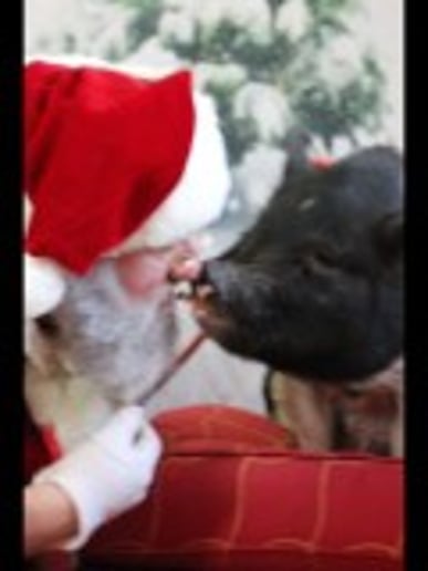 Gallery photo 6 of Santa Chad