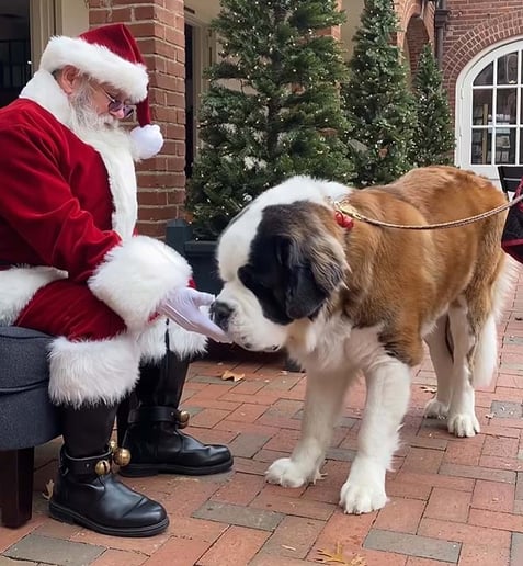 Gallery photo 2 of Santa Chuck