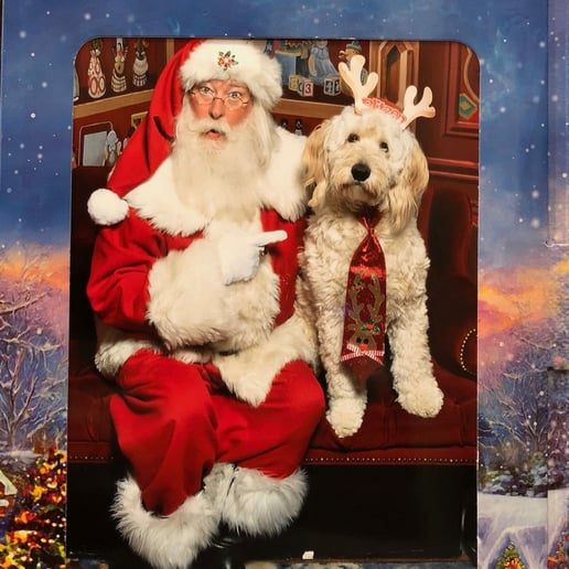 Gallery photo 3 of Santa Claus - Dumbledore