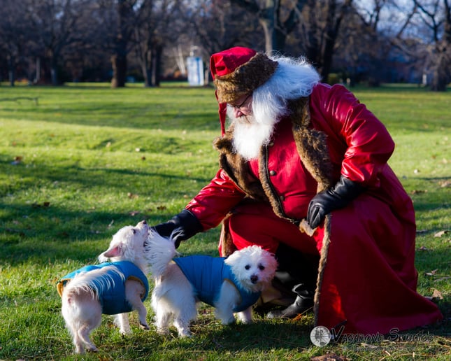Gallery photo 3 of Santa Shane