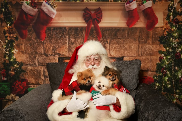 Gallery photo 4 of Santa Claus Daniel