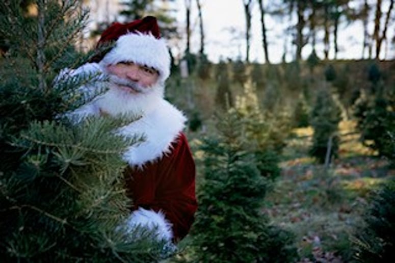 Gallery photo 4 of Santa Dave