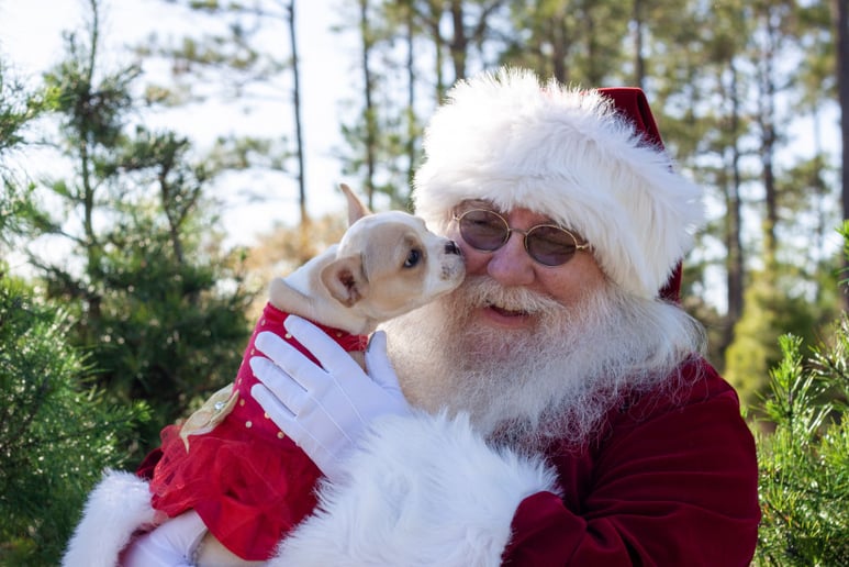 Gallery photo 6 of Santa Dennis