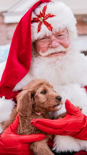 Gallery photo 12 of Santa Everrett