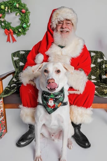Gallery photo 3 of Santa Grizz