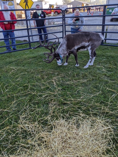 Gallery photo 17 of Santa Helper Bob