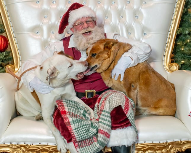 Gallery photo 2 of Santa John