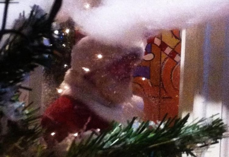 Gallery photo 2 of Santa Kennison
