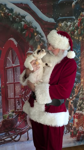 Gallery photo 11 of Santa Mark VW