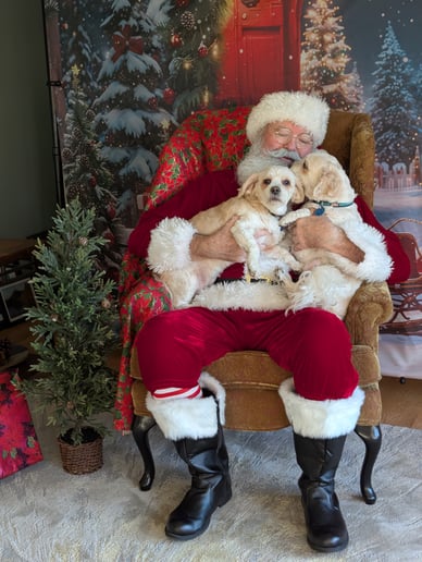 Gallery photo 10 of Santa Mark VW