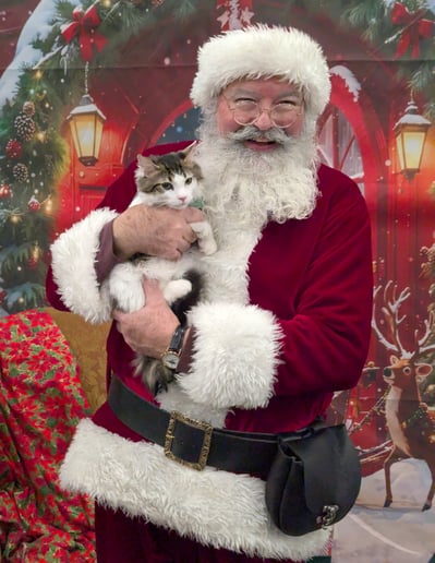 Gallery photo 12 of Santa Mark VW