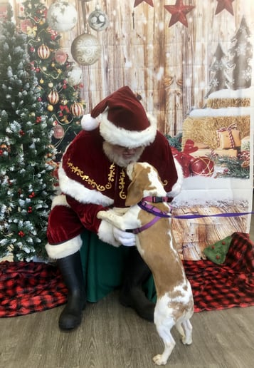 Gallery photo 10 of Santa Mike K