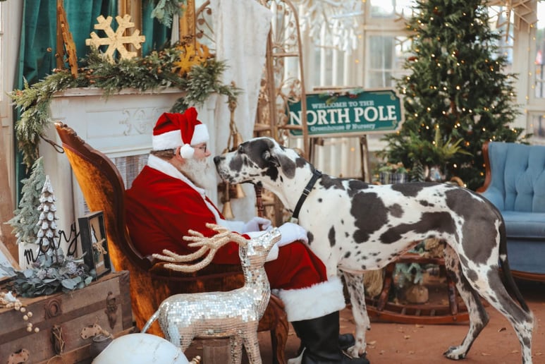 Gallery photo 6 of Santa Mooney