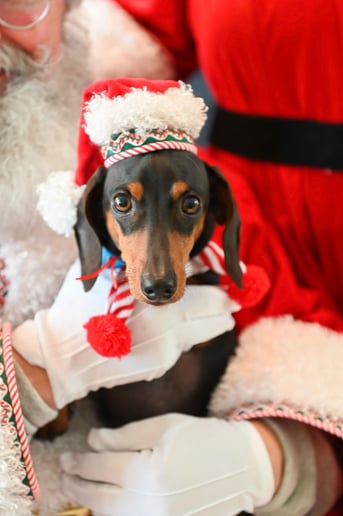 Gallery photo 10 of Santa Rolly & Mrs. Claus