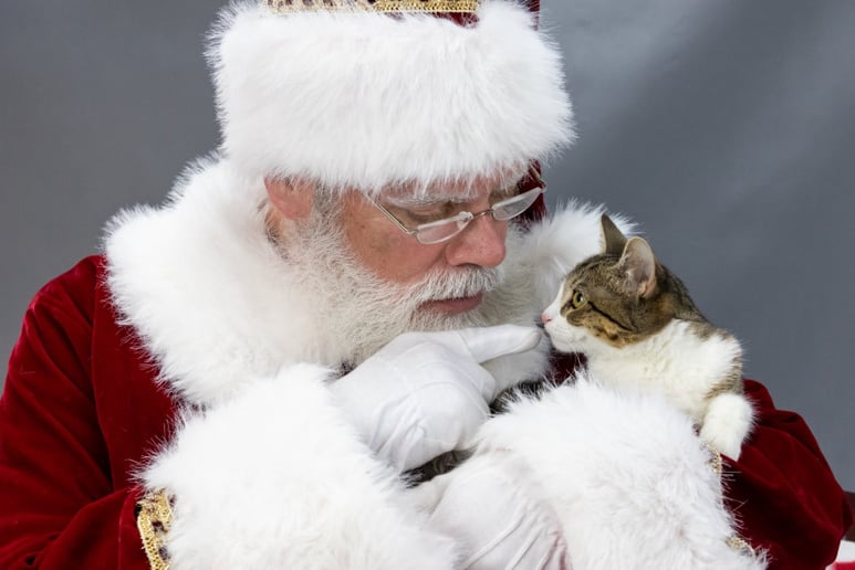 Gallery photo 9 of Santa Patrick