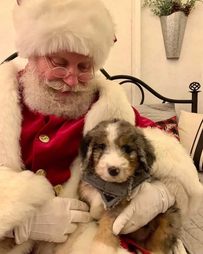 Gallery photo 18 of Santa Paul