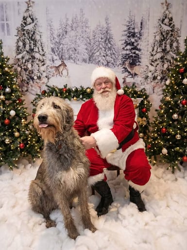 Gallery photo 5 of Santa Rob