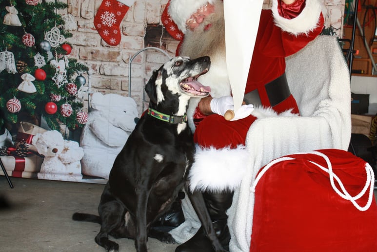 Gallery photo 4 of Jolly Santa Mike & Mrs. Misty Claus