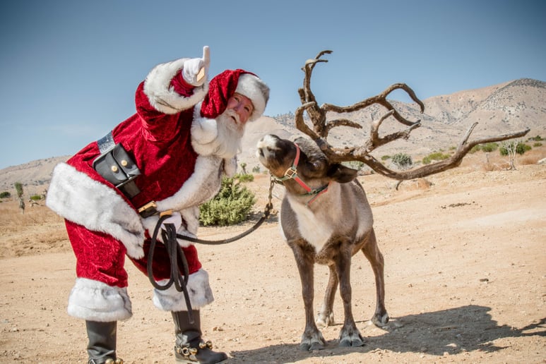 Gallery photo 5 of Santa TomT
