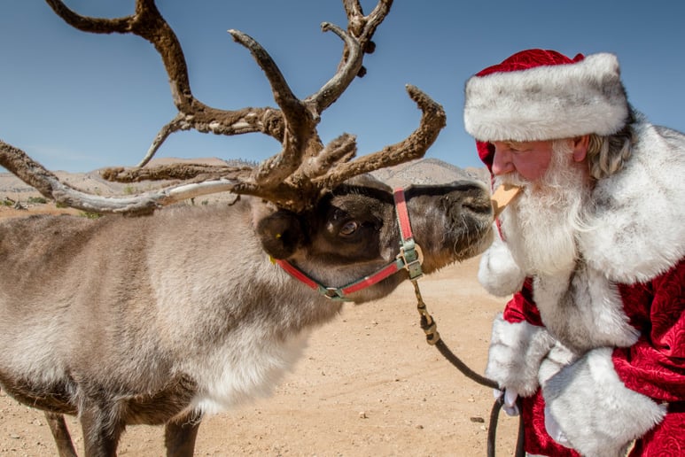 Gallery photo 18 of Santa TomT