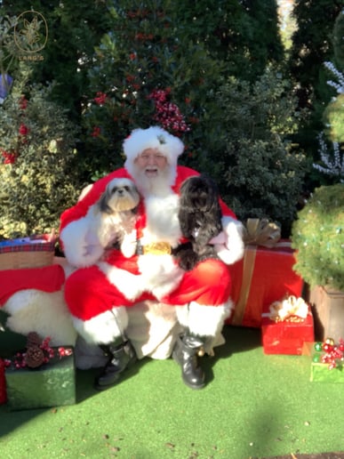 Gallery photo 3 of Santa Wildy