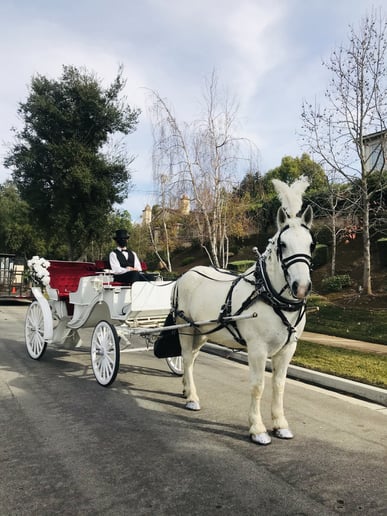 Gallery photo 23 of Savannah Rose Carriages