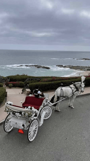 Gallery photo 27 of Savannah Rose Carriages