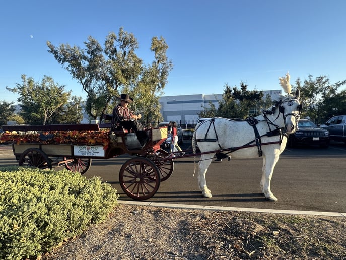 Gallery photo 45 of Savannah Rose Carriages