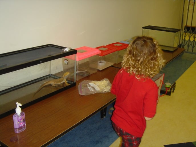 Gallery photo 5 of Scaly Tailz