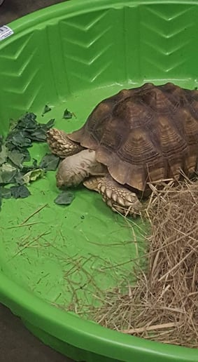 Gallery photo 6 of Scaly Tailz