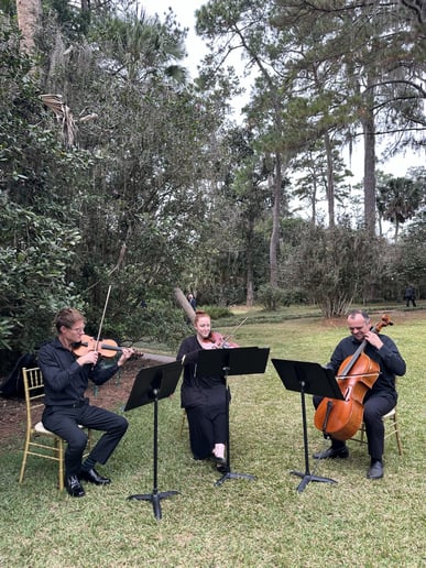 Gallery photo 7 of Seiler Strings