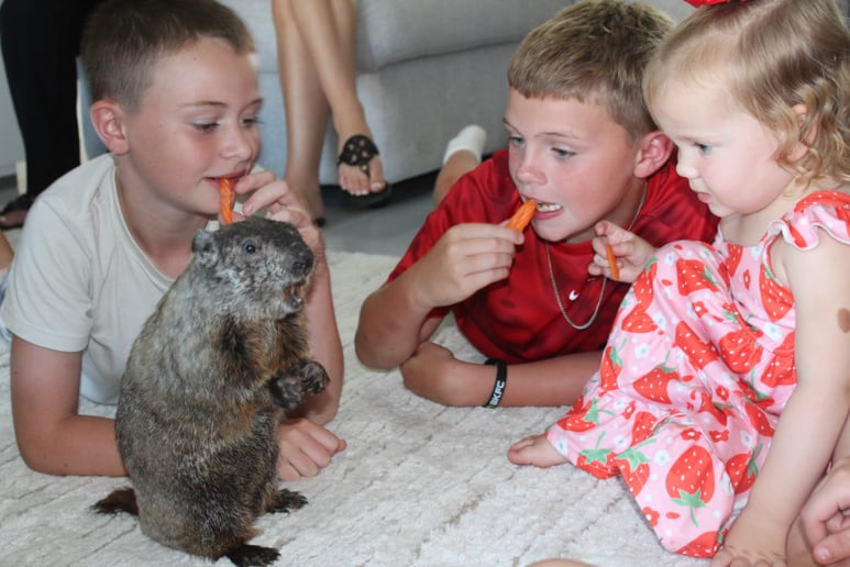 Gallery photo 8 of Shadow's Mobile Reptile Show