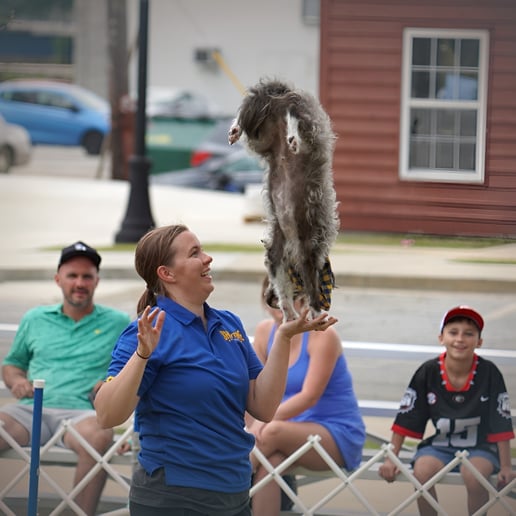 Gallery photo 2 of Showtime Canines