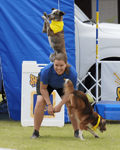 Gallery photo 3 of Showtime Canines