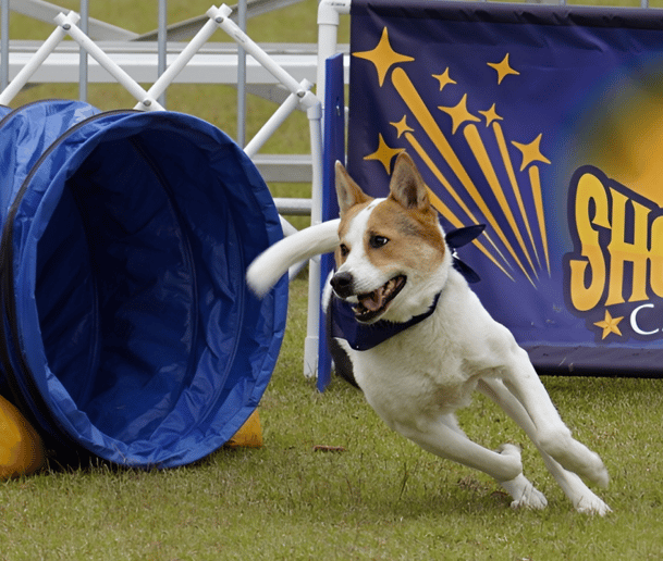 Gallery photo 4 of Showtime Canines
