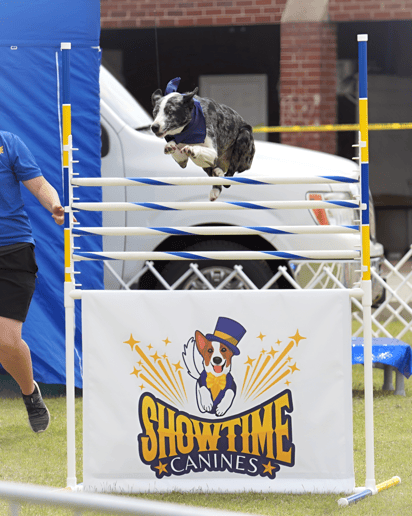 Gallery photo 5 of Showtime Canines