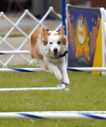 Gallery photo 6 of Showtime Canines