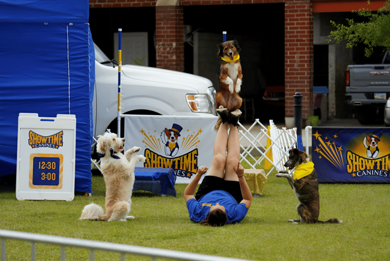 Gallery photo 7 of Showtime Canines