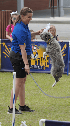 Gallery photo 9 of Showtime Canines