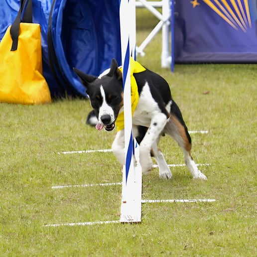 Gallery photo 10 of Showtime Canines