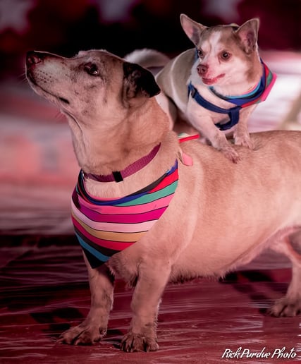 Gallery photo 3 of Pirates of Penzance- pirate puppy show