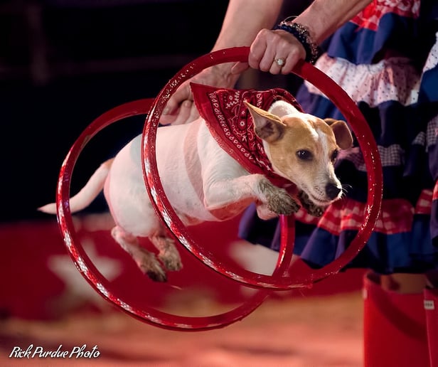 Gallery photo 8 of Pirates of Penzance- pirate puppy show